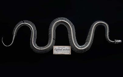Squelette de python molure monté, conservé au muséeum de La Rochelle