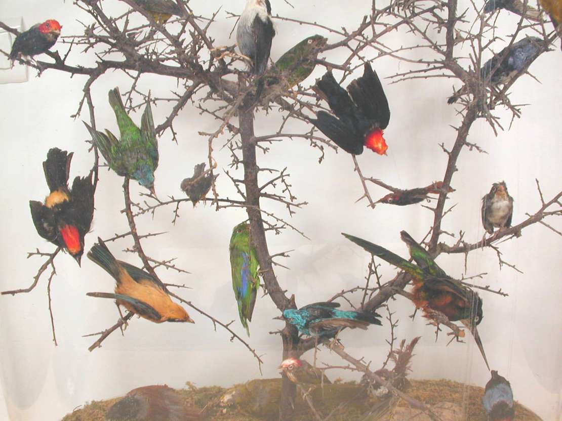 Cloche aux oiseaux exotiques