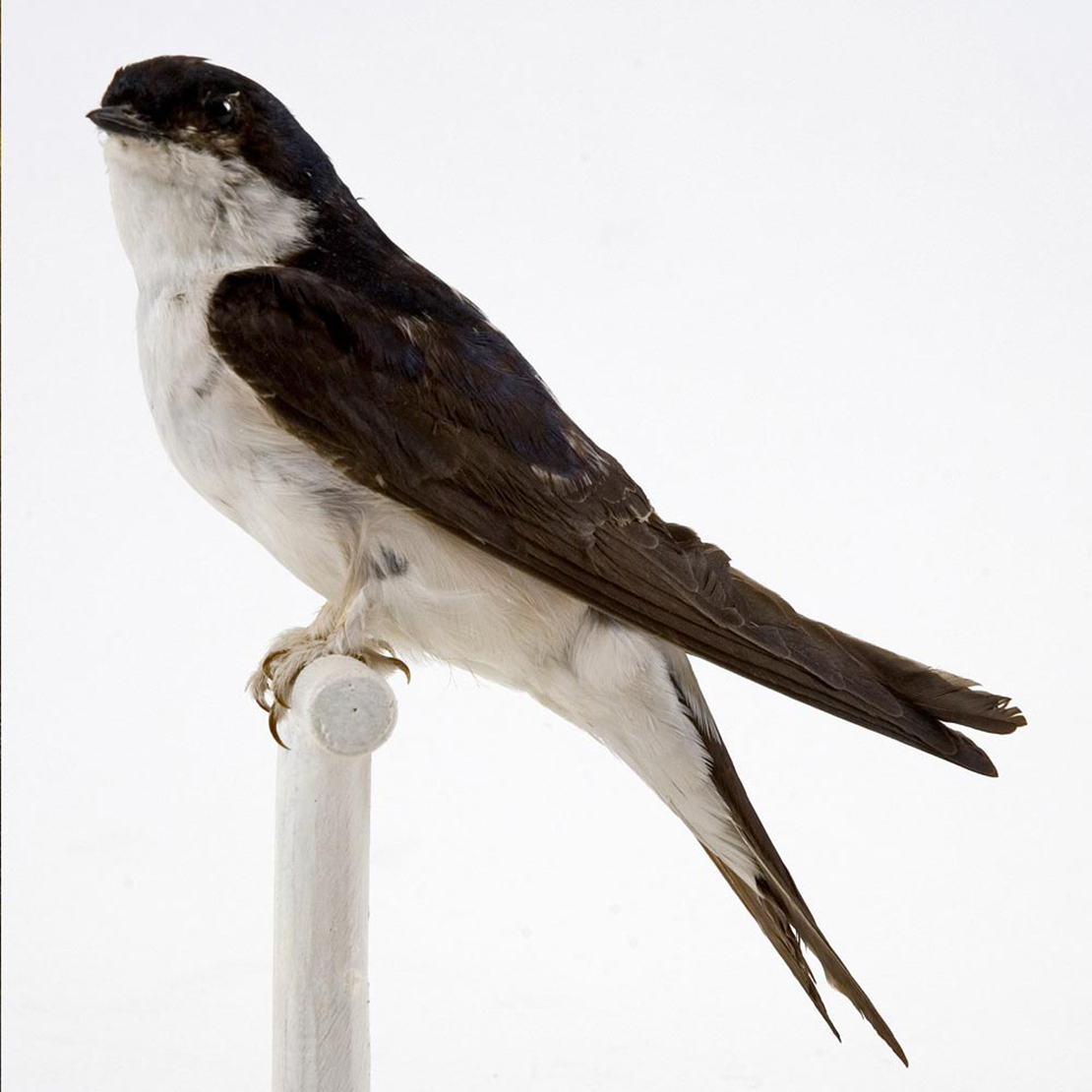 Hirondelle de fenêtre