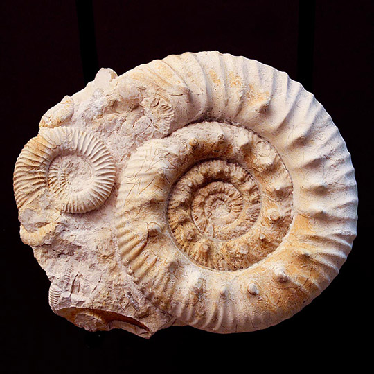 Groupe d'ammonites fossilisées