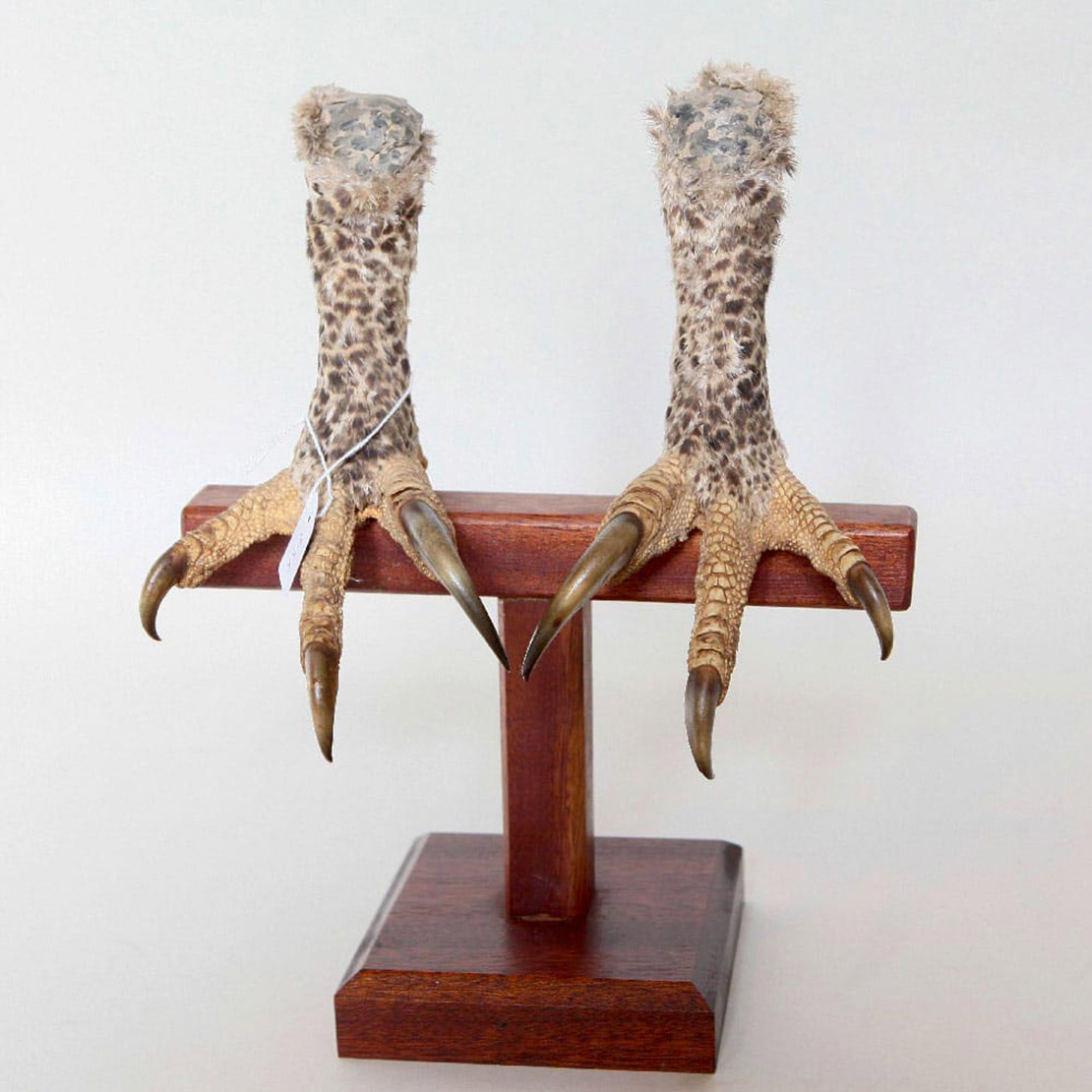 Pattes d'aigle couronné montées sur un socle plat.