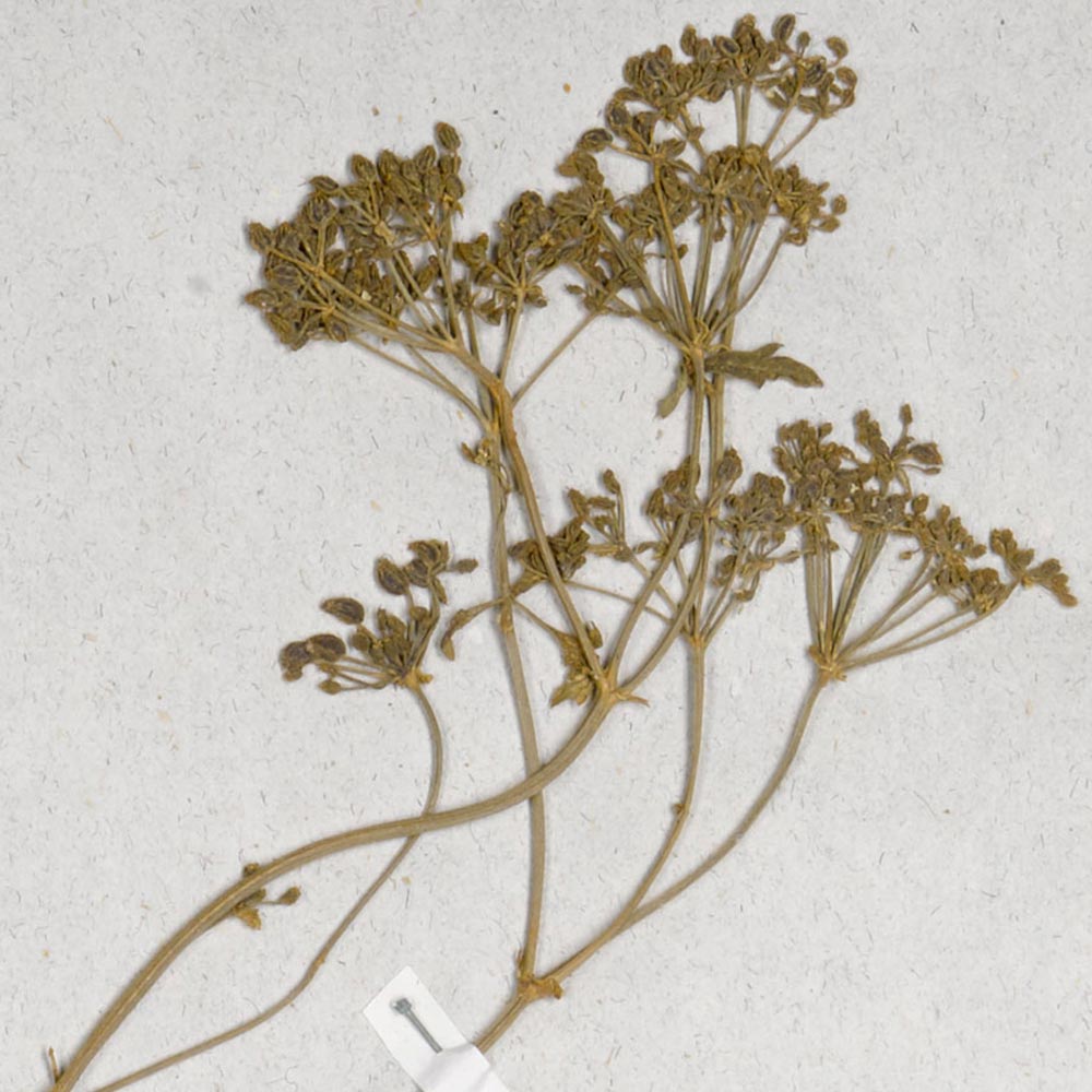 Détail de la fructification : Conium maculatum L.