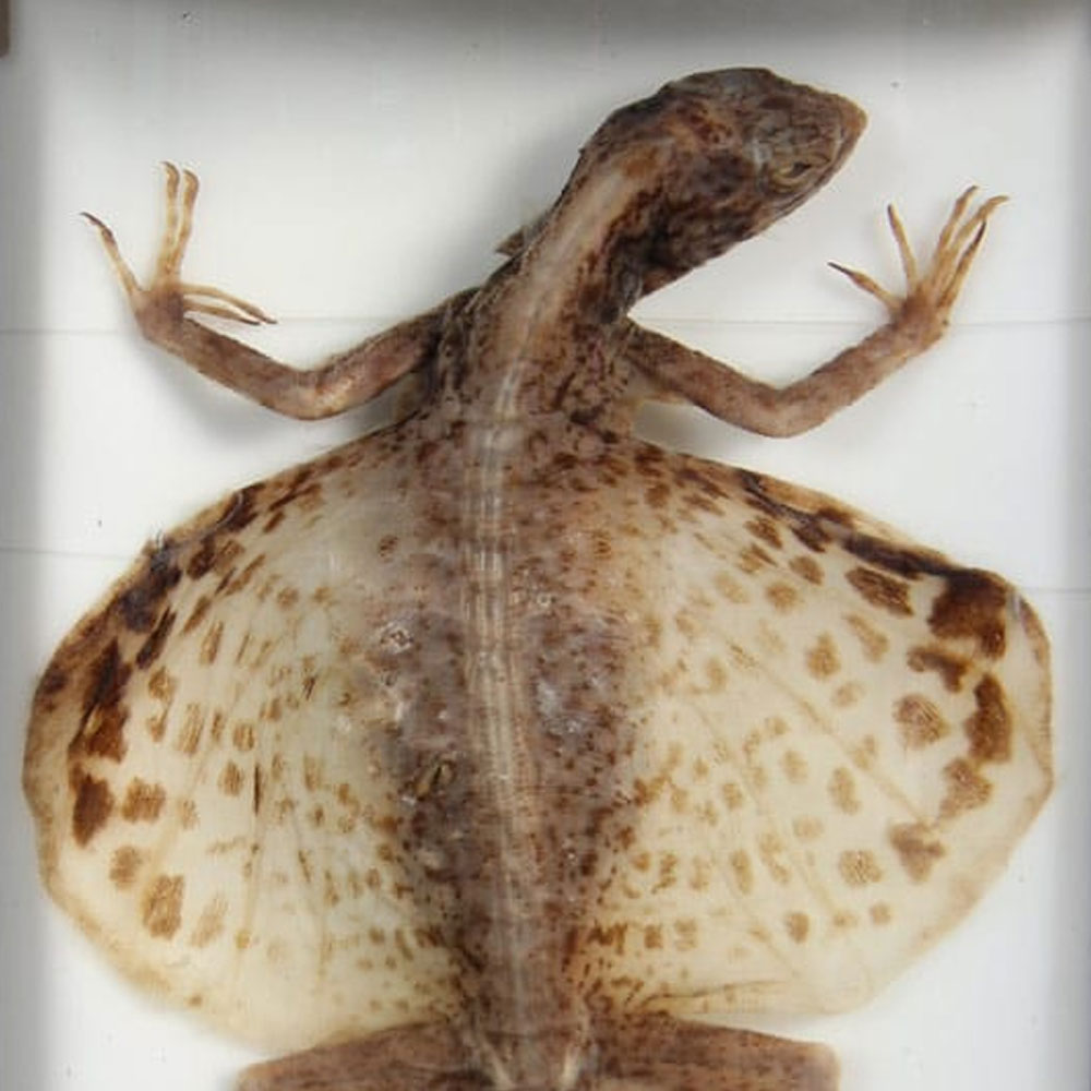 Draco spilopterus (Wiegmann, 1834)