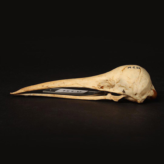Crâne animal des collections du muséum de La Rochelle