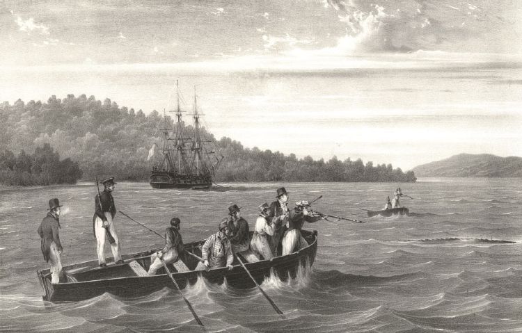Chasse au caïman,  gravure d’après Louis-Auguste de Sainson